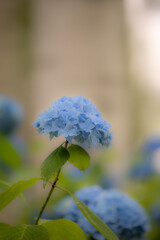 紫陽花