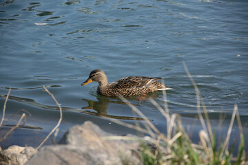 duck on the water