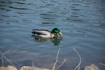 duck on the lake