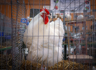 White Leghorn breed rooster caged to be sold in a rural exhibition