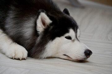 Closeup of Foreign Dogs Breeds lying on the cement floor Inside a pet shop in Thailand.