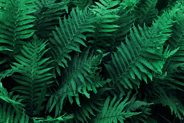 Beautiful fern with lush green leaves growing outdoors