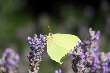 Beautiful butterfly in lavender field on sunny day, closeup