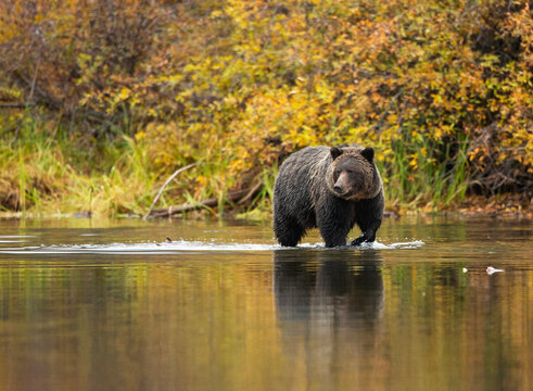 brown bear in the lake