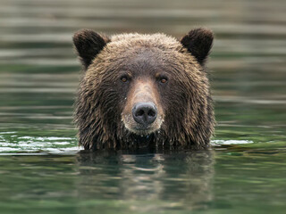 Fototapeta na wymiar brown bear in water