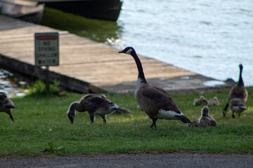 Fototapeta premium Lake Wildlife