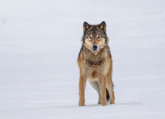 wolf in snow