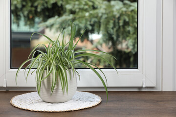 Beautiful potted houseplant on wooden window sill. Space for text