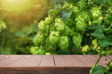 Empty wooden surface and fresh green hops growing outdoors