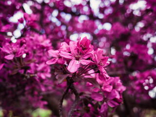 pink flowers in the garden