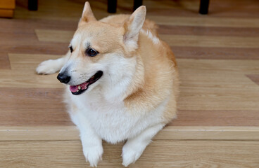 Closeup of Foreign Dogs Breeds lying on the cement floor Inside a pet shop in Thailand.