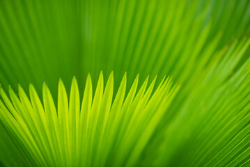 soft focus with green leaves natural background wallpaper, texture of leaf, leaves with space for text