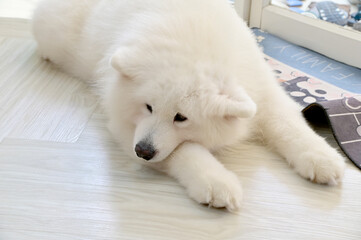 Closeup of Foreign Dogs Breeds lying on the cement floor Inside a pet shop in Thailand.