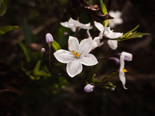 White flowers in the garden