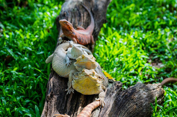 bearded dragon on ground with blur background