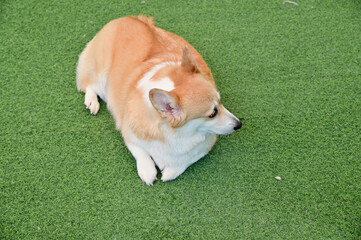 Closeup of Foreign Dog Breeds lying on the artificial grass Inside a pet shop in Thailand.