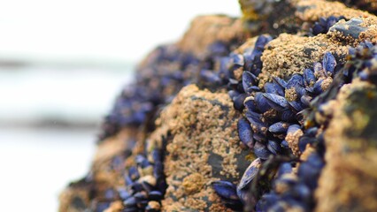 Closeup shot of mussels on coastal rocks during low tide