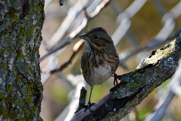 Lincoln Sparrow bird sits perched in the reeds along the edge of a marsh