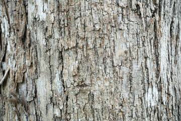 dry tree bark texture and background, nature concept - obrazy, fototapety, plakaty