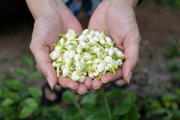 Naklejka na ściany i meble Close up jasmine flower in woman hand, harvest in the garden agriculture concept