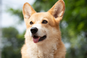 Close up corgi dog with green background in summer sunny day, animal pet concept
