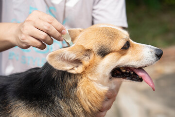 Close up a man veterinary applying tick and flea prevention treatment and medicine to his dog or pet