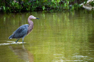 La comida no llega sola