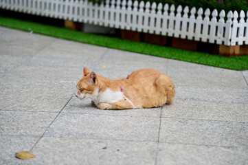 The Thai cat was lying on the cement floor comfortably outside the building