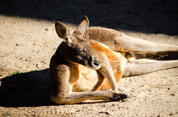 Kangaroo Jack