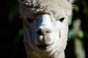 Fototapeta premium Llama 