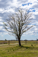 dry tree in the field. symbol of drought and global warming.