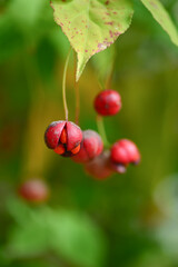 Spindle tree, Euonymus oxyphyllus, Tsuribana in autumn.