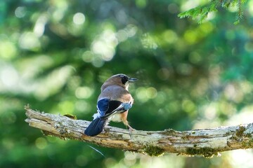 木陰でのんびりくつろぐカケス