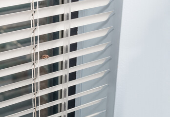 Brown marmorated stink bug inside looking for a warm place to overwinter. Bug also known as BMSB or...