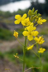 CANOLA FLOWERS IN THE MOUNTAINS