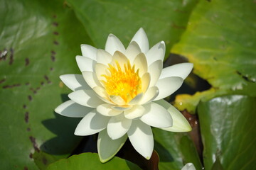 美しいスイレン