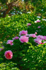 Fototapeta premium Pink peony flowering close up.