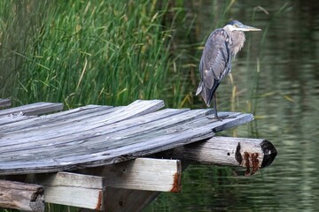 Great blue heron on a dock