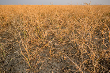Hail devastation to a canola crop on the prairies near Stewart Valley, SK