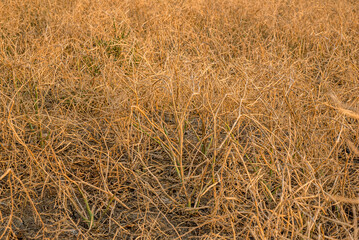 Hail devastation to a canola crop on the prairies near Stewart Valley, SK