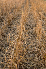 Hail devastation to a prairie wheat field near Stewart Valley, SK (selective focus on foreground)