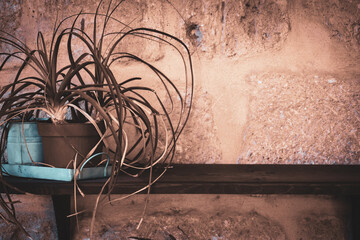 Betonish Tillandsia flowers or potted flower, pots on a board hanging on an old stone wall, vintage