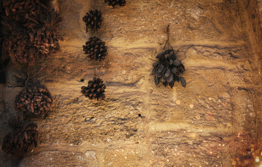 Dried pine cones hanging on an old stone wall. Christmas, winter and old house decorations