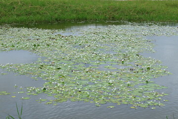 Beautiful white lotus flowers blooming in natural pond