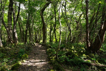 fine forest in the gleaming sunlight