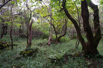 Fototapeta na wymiar old trees and fern in wild forest