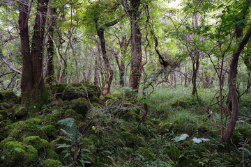 primeval forest with mossy rocks and old trees
