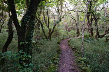 mossy old tree and fine path in deep forest