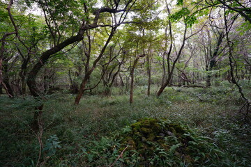 primeval forest with mossy rocks and old trees
