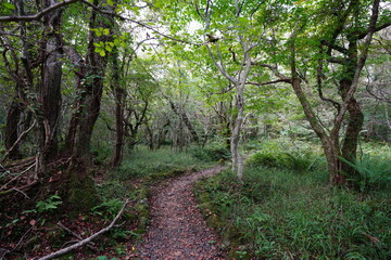 Fototapeta premium mossy old tree and fine path in deep forest